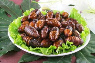 蚕蛹吃瓜的视频,见证自然界的奇妙食性