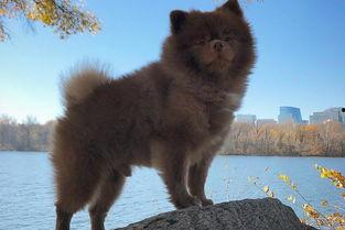 狗网红口腔癌,宠物健康不容忽视